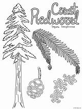 Redwood Sequoia Tml sketch template