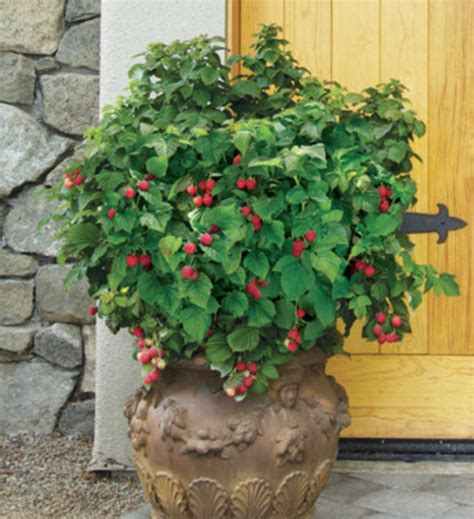 patio raspberry shortcake  gallon pot  discount halifax perennials