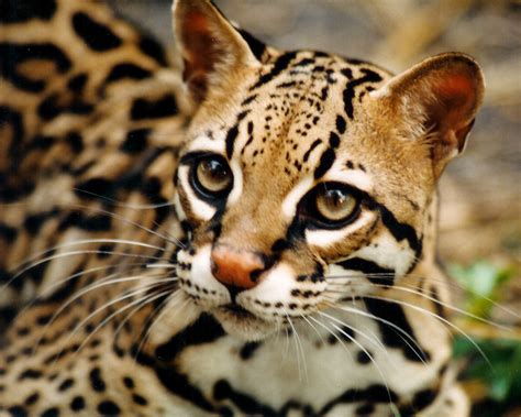ocelot facts history  information  amazing pictures