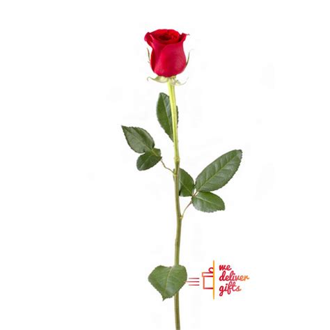 single red rose  deliver gifts lebanon