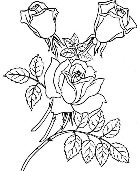garden  rose coloring page  print  coloring pages