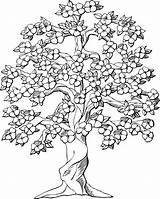 Flowering Plumeria sketch template