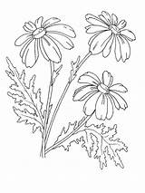 Coloring Chamomile Pages Flower Designlooter Flowers Printable sketch template