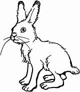 Kaninchen Ausmalbild sketch template