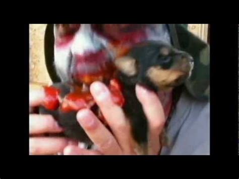 zombie ate  puppy youtube