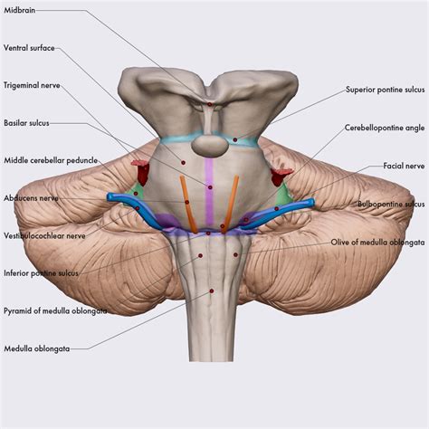 pons brain head  neck anatomyapp learn anatomy  models