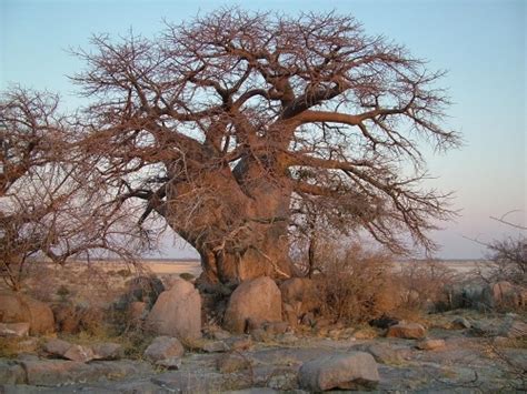 baobab trees kremetart boom images  pinterest baobab tree plant  trees
