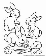 Coloring Pages Rabbit Farm Rabbits Animals Animal Eating Bunny Carrots Printable Kids Print Honkingdonkey Baby Bunnies Easter Sheet Vegetable Printables sketch template