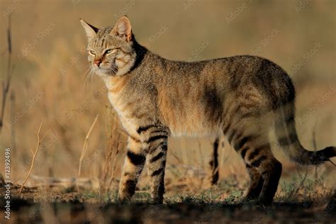 african wild cat felis silvestris lybica south africa stock photo