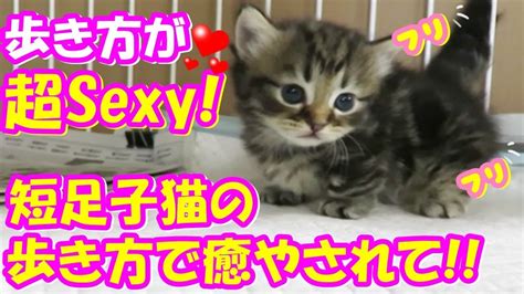 短足子猫のsexyな歩き方で癒やされて下さい かわいい子猫ww ♪animation of my cute kittens youtube
