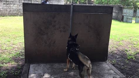 koehler method  guard dog training youtube