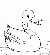 Coloring Duck Realistic Pages Mallard Getcolorings Pag Color sketch template