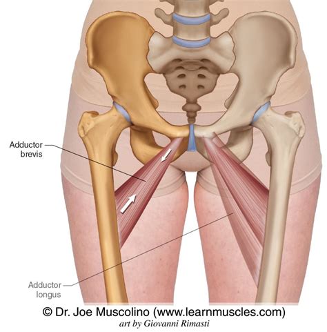 Adductor Brevis Learn Muscles