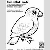 Hawk Tailed Birdorable Downloads Designlooter sketch template