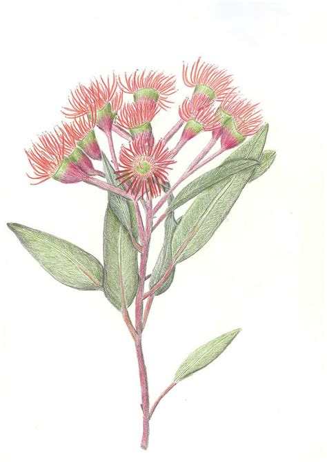 red flowering gum drawing  danica lea larcombe fine art america