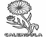 Flower Coloring Pages Calendula sketch template