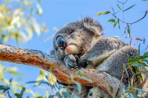 Koala Steckbrief Alles Wichtige über Ihr Leben And Co Galileo
