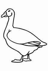 Goose Gans Geese Ausmalbild sketch template