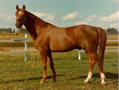 touchstone farm alberta hanoverian stallion abrupt