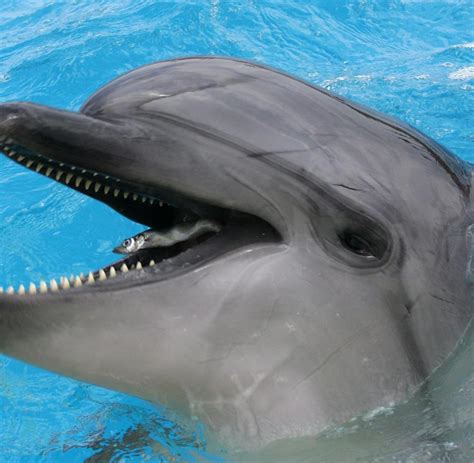 meeressaeuger delfine sichern sich mit schwamm neues futter welt