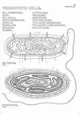 Prokaryote Endocrine Harpercollins sketch template