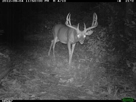 1000 Images About Deer Caught On Trail Cam On Pinterest