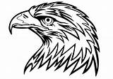 Eagle Adler Arend Malvorlage Kleurplaat Coloring Afbeelding Clip Zum Ausmalbilder Vector Drawing Ausdrucken Head Ausmalbild Drawings Printable Patterns Bald Wood sketch template