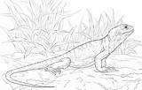 Lizard Coloring Pages Realistic Getdrawings sketch template