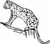 Cheetah Coloring Pages Baby Girls Print Drawing Printable Comments Coloringhome Getdrawings Popular Library Clipart Books sketch template