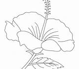 Hibiscus Coloring Drawing Drawings Flower Pages Printable Getdrawings Color Getcolorings sketch template