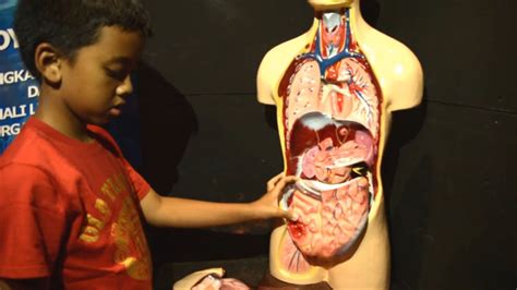 anatomi tubuh manusia berita bontang