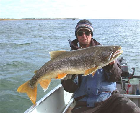 lake trout species profile  anglers
