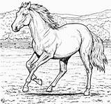 Cavalos Ausmalbilder Pferde Cavalo Ausmalen Desenhar Riscosedesenhos Riscos Malvorlagen Erwachsene Cavalinho Pinta Drucken Cal Desenat sketch template