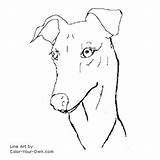 Greyhound Coloring Face Headstudy Pages Dog Own Color Drawings Line Children Template sketch template