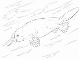 Platypus Ornitorrinco Colorear Nadando Billed Categorías sketch template