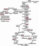 Glycolysis Tca Glycerol Catabolism Glyoxylate Gluconeogenesis Krebs Pathway Shunt Phosphate Kinase Oxidation Publication Propane Dihydroxyacetone Enzymes Dhab Glyceraldehyde sketch template