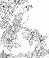 Coloring Robin Bird Pages State Birds Michigan Printable Flower Apple Blossom American Robins Animals Kids Adult Sheets Redbreast Color Supercoloring sketch template