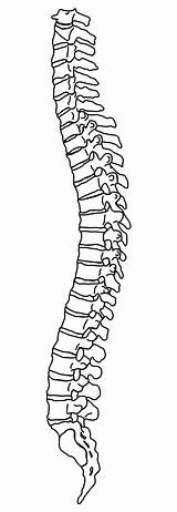 Spine Clipart Clipground sketch template