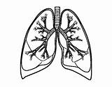 Pulmones Polmoni Bronquios Lungs Bronchi Poumons Pulmoes Acolore Bronche Umano sketch template