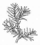Drawing Hemlock Western Tattoo Juniper Tree Red Google Cedar Getdrawings sketch template