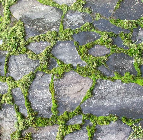 textures stone moss garden stones stone pathway stepping stone