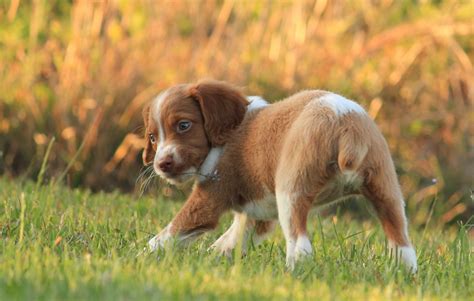 brittany spaniel dog breeds facts advice pictures mypetzilla uk