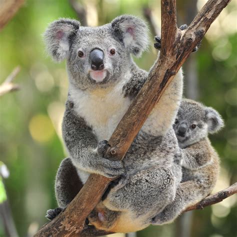 koala bear interesting  amazing  basic facts animals lover