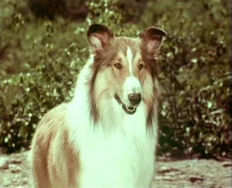 lassie 1954