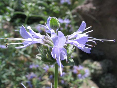 filesalvia clevelandii jim sage desc flowers status rarejpg wikimedia commons