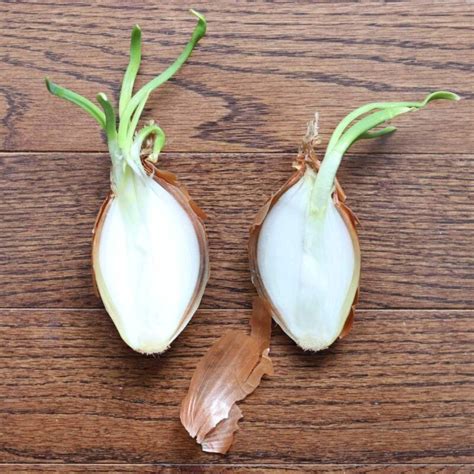 plant  sprouted onion  step guide thebestgardeninginfo