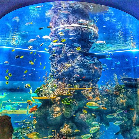 tiket sea aquarium singapore harga sea aquarium singapore travelagentbatamcom