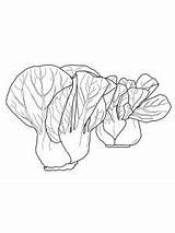 Cabbage Colorare Cavolo Choy Bok sketch template