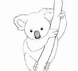 Koalas Koala sketch template