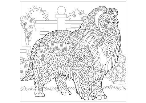 colley dogs kids coloring pages